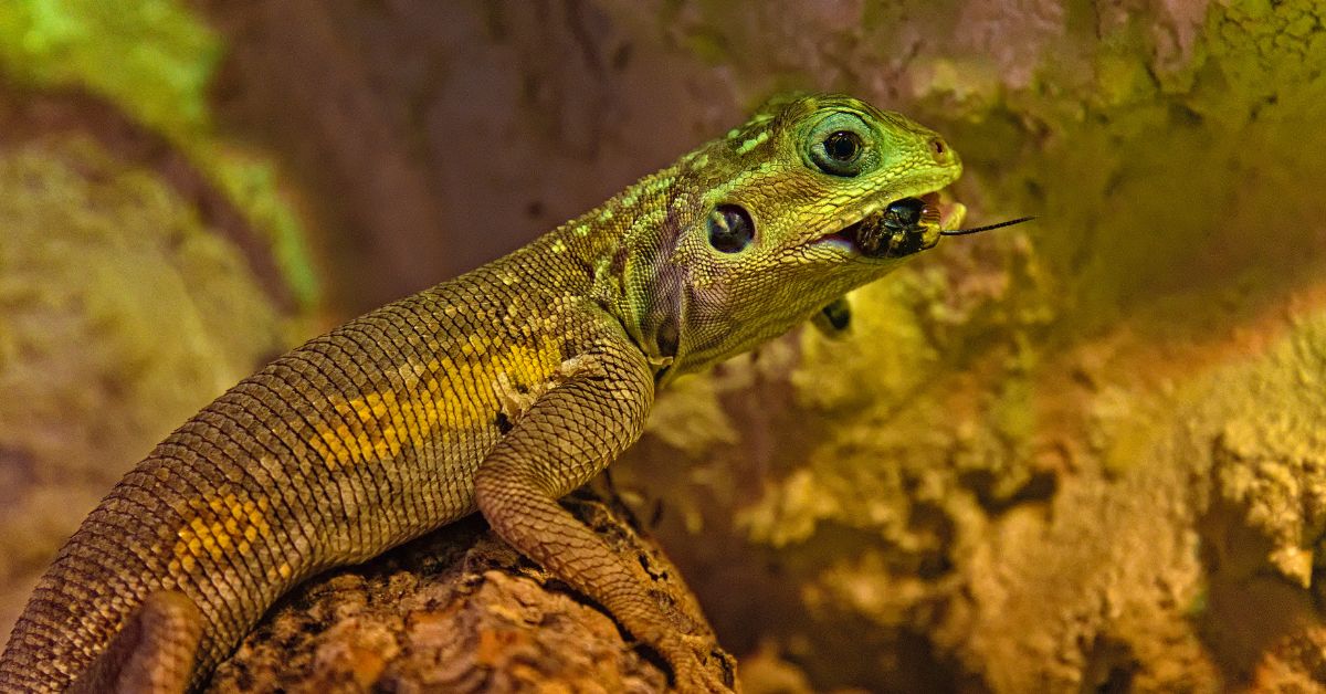 Can Bearded Dragons Eat Scorpions?